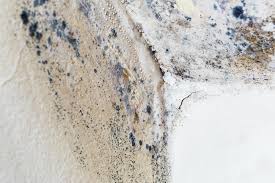 Reliable Jamestown, ND Mold Removal & Remediation Solutions